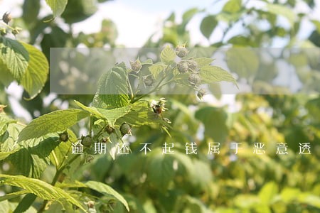 逾期还不起钱属于恶意透支吗 逾期还不起钱属于恶意透支吗