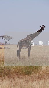 逾期还书需要罚款吗 逾期还书需要罚款吗