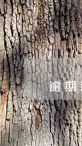 逾期还了以后会影响房贷吗 逾期还了以后会影响房贷吗