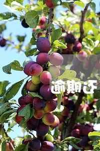 逾期还了可以贷款吗 逾期还了可以贷款吗