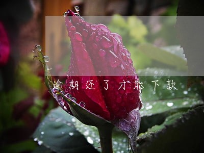 逾期还了才能下款