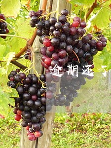 逾期还了最低还款还会上诉吗 逾期还了最低还款还会上诉吗