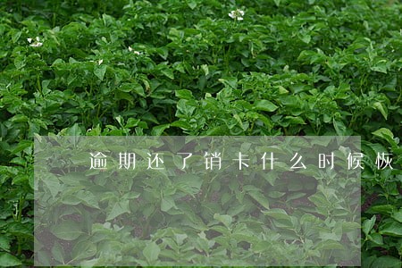 逾期还了销卡什么时候恢复 逾期还了销卡什么时候恢复
