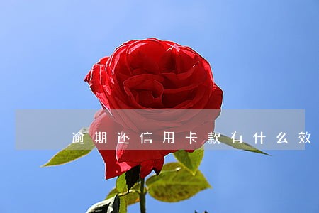 逾期还信用卡款有什么效果 逾期还信用卡款有什么效果