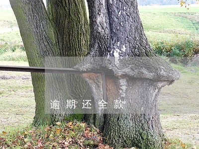 逾期还全款