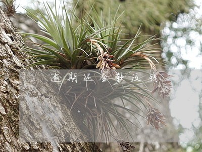 逾期还全款没钱 逾期还全款没钱