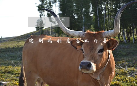 逾期还利息怎么计算 逾期还利息怎么计算