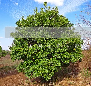 逾期还可以买车票吗 逾期还可以买车票吗