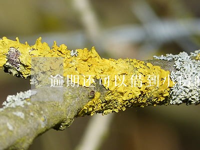 逾期还可以借到小贷吗 逾期还可以借到小贷吗