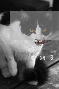 逾期还可以借的网贷 逾期还可以借的网贷