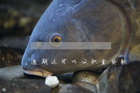 逾期还可以公积金贷款 逾期还可以公积金贷款