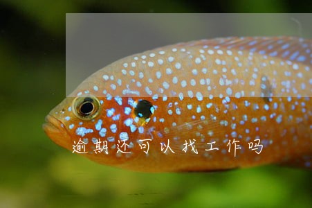 逾期还可以找工作吗 逾期还可以找工作吗
