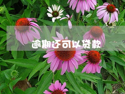 逾期还可以贷款 逾期还可以贷款