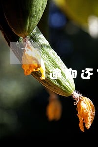 逾期还可以贷款买房 逾期还可以贷款买房
