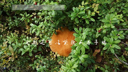 逾期还可以贷款买房子吗 逾期还可以贷款买房子吗