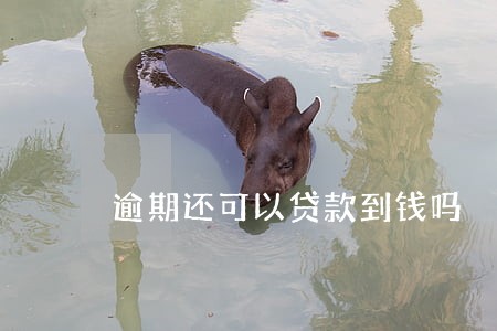 逾期还可以贷款到钱吗 逾期还可以贷款到钱吗