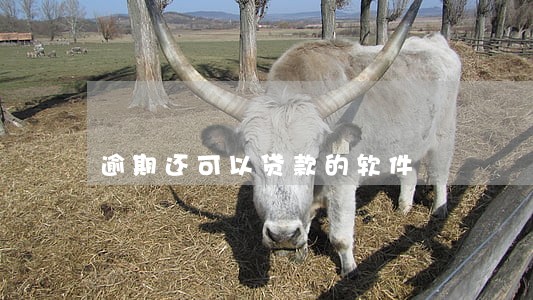 逾期还可以贷款的软件 逾期还可以贷款的软件