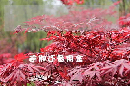 逾期还备用金 逾期还备用金