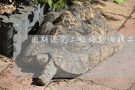 逾期还完上征信影响找工作吗 逾期还完上征信影响找工作吗