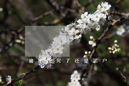 逾期还完了还是黑户 逾期还完了还是黑户