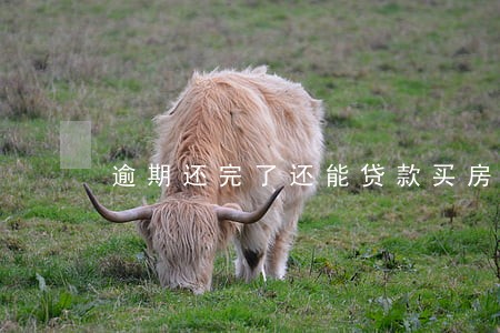 逾期还完了还能贷款买房吗 逾期还完了还能贷款买房吗