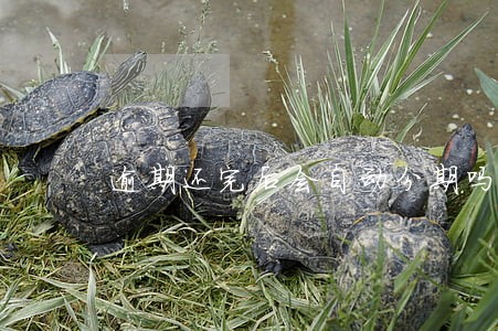 逾期还完后会自动分期吗 逾期还完后会自动分期吗