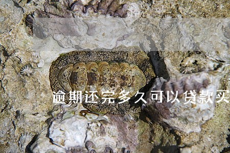 逾期还完多久可以贷款买车 逾期还完多久可以贷款买车