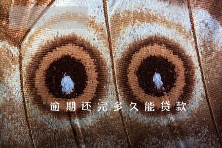 逾期还完多久能贷款 逾期还完多久能贷款