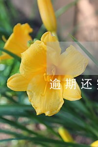 逾期还完客服说没有逾期记录 逾期还完客服说没有逾期记录