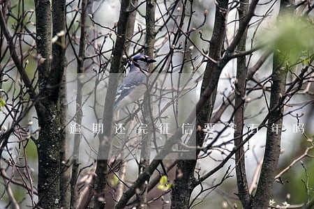 逾期还完征信要等五年吗 逾期还完征信要等五年吗