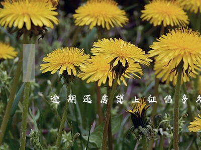 逾期还房贷上征信多久能消除 逾期还房贷上征信多久能消除