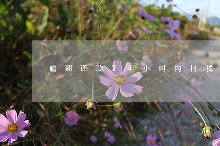 逾期还款24小时内打钱到账上 逾期还款24小时内打钱到账上
