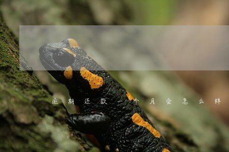 逾期还款一个月会怎么样 逾期还款一个月会怎么样