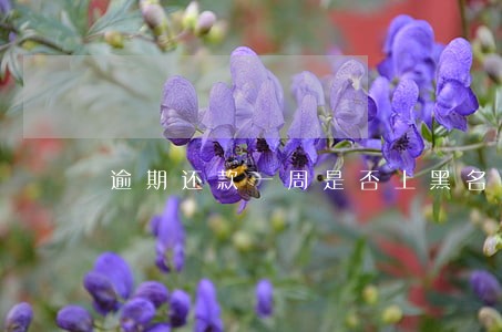 逾期还款一周是否上黑名单 逾期还款一周是否上黑名单