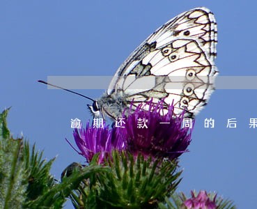 逾期还款一周的后果 逾期还款一周的后果