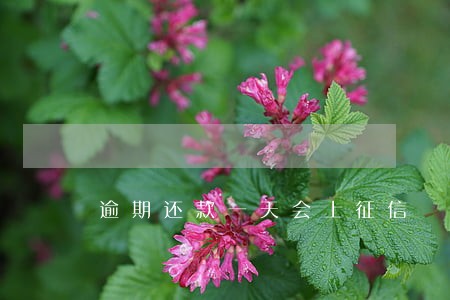 逾期还款一天会上征信 逾期还款一天会上征信