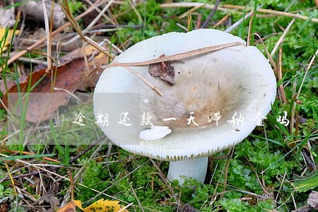 逾期还款一天滞纳金吗 逾期还款一天滞纳金吗