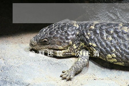 逾期还款一次还清 逾期还款一次还清