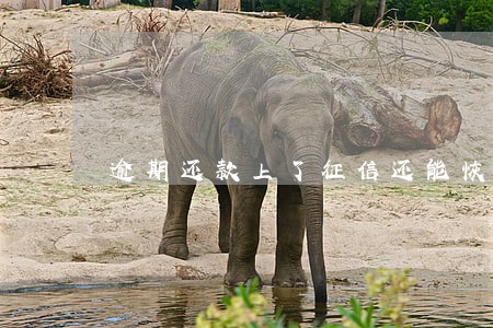 逾期还款上了征信还能恢复么 逾期还款上了征信还能恢复么
