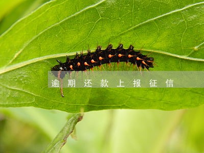 逾期还款上报征信 逾期还款上报征信