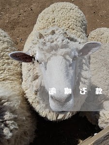 逾期还款两年了能买房吗 逾期还款两年了能买房吗