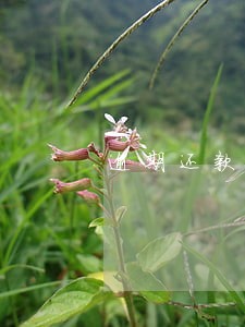 逾期还款中的拖车行为