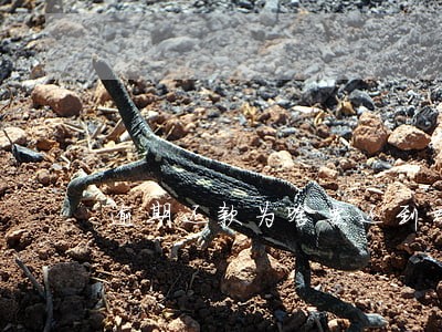 逾期还款为啥要还到对公账户