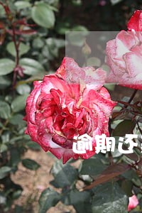逾期还款之后卡还能消费吗 逾期还款之后卡还能消费吗