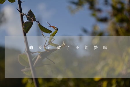 逾期还款了还能贷吗 逾期还款了还能贷吗