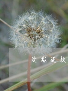 逾期还款从哪里扣钱 逾期还款从哪里扣钱