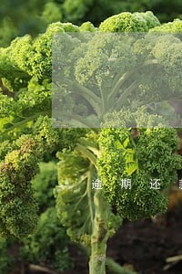 逾期还款会上征信么 逾期还款会上征信么