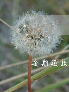 逾期还款会发信息吗 逾期还款会发信息吗