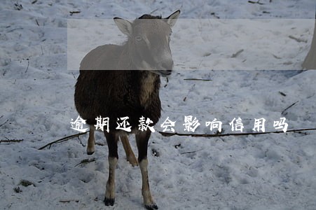 逾期还款会影响信用吗 逾期还款会影响信用吗