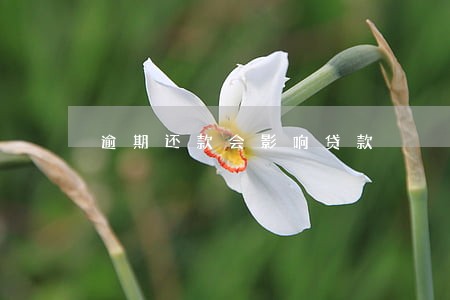 逾期还款会影响贷款 逾期还款会影响贷款